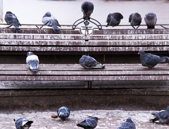 Pigeons on bench in urban area
