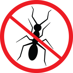 Ant Slash Icon