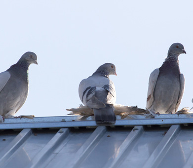 Birds Mobile Header