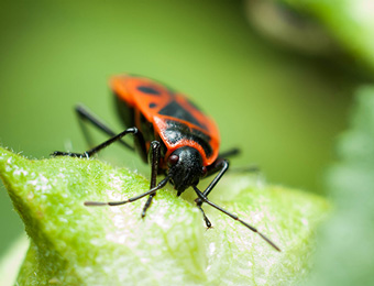 Boxelder Bug