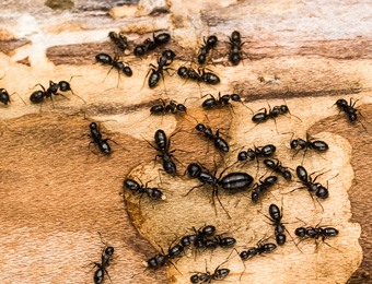 Carpenter ants nesting in wood