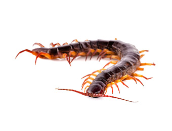 Centipede