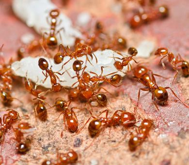 Fire Ants Mobile Header