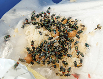 Flies in garbage