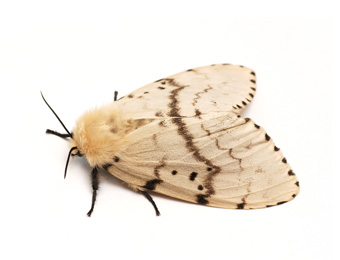 Moth