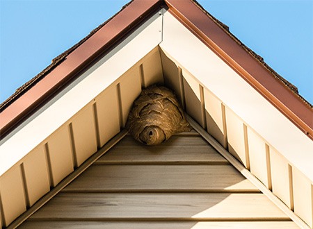 Bee hive hanging in eave of house