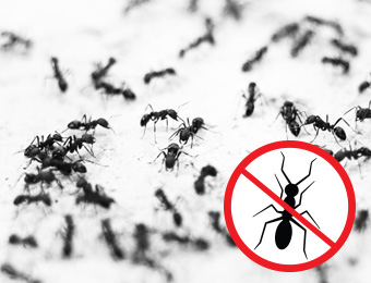 Ants - with general prohibition symbol