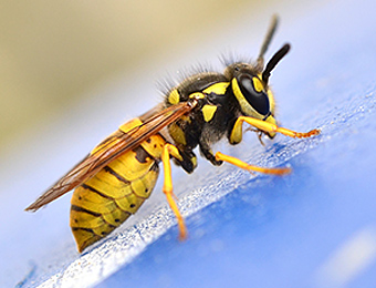 Yellow Jacket