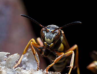 Wasp up close face and antennae