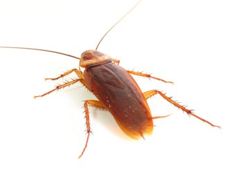 American cockroach on white background