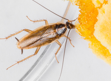 German cockroach eating scraps