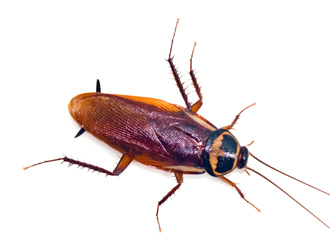 German cockroach on white background