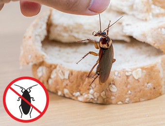 Cockroach next to bread for scale and cockroach icon in prohibition symbol