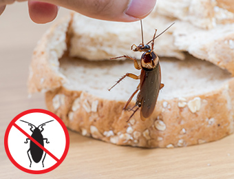 Cockroach next to bread for scale and cockroach icon in prohibition symbol