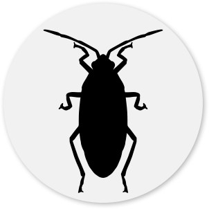 Cockroach Icon