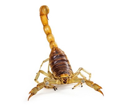 Scorpions Mobile Header