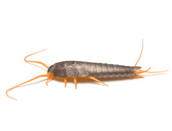 Silverfish