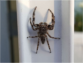 Spider on door jamb
