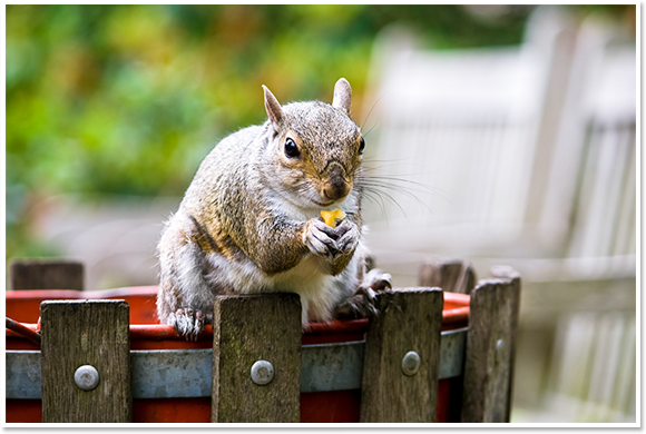 Squirrel on bucket