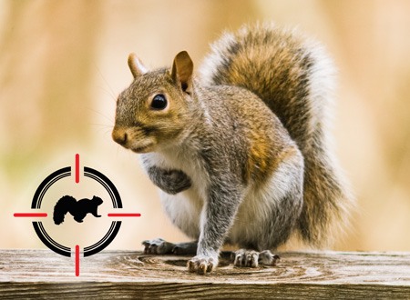 Common gray squirrel with overlay of squirrel icon in cross hairs