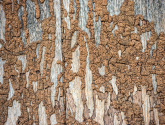 Termite mud tunnels