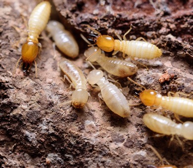 Termites Mobile Header