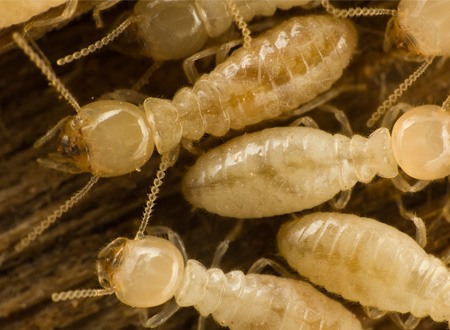 Termites up close