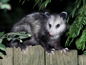 Possum