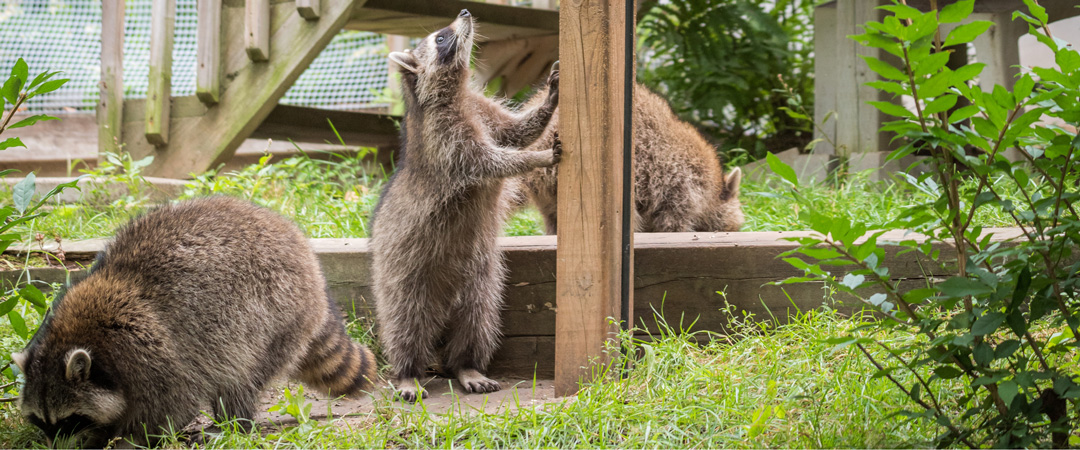 Mischevious raccoons