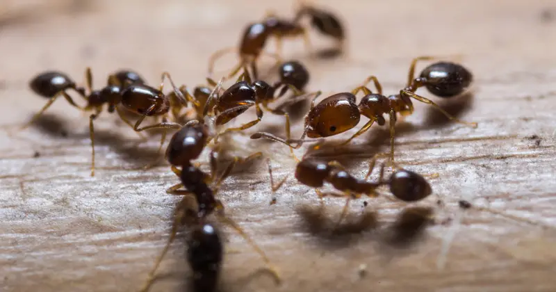 Ants crawling on a wooden surface