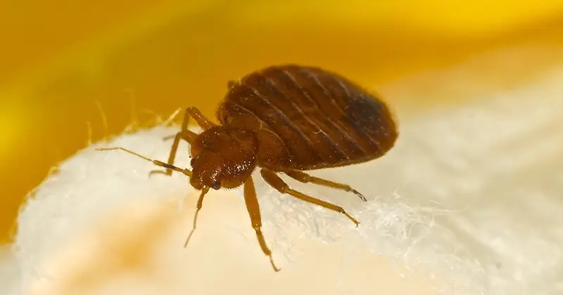 Bed bug on fabric surface