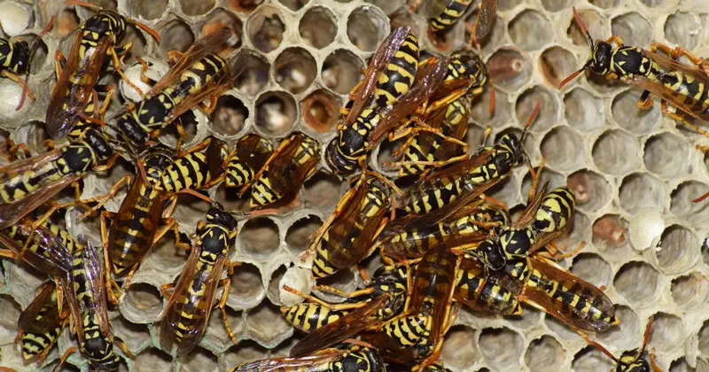 Wasps gathered on a nest