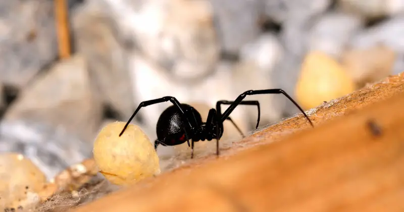 Black spider with egg sac