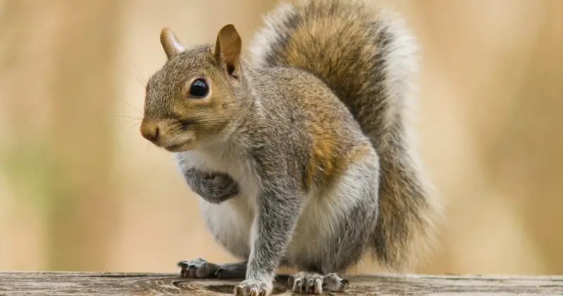 Brown squirrel standing on a wooden surface