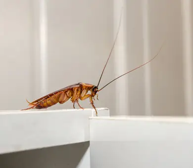 Cockroach on the edge of a counter