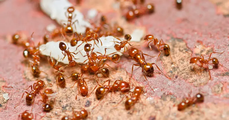 Fire ants on soil and debris