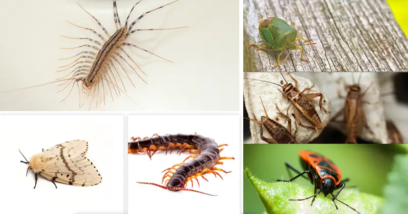 Household insects and pests collage
