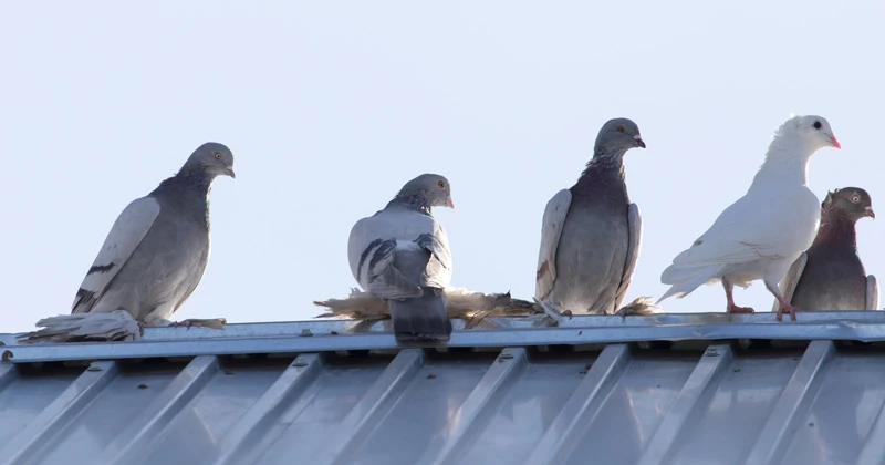 Birds perched on a roof