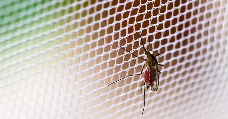 Mosquito on mesh screen