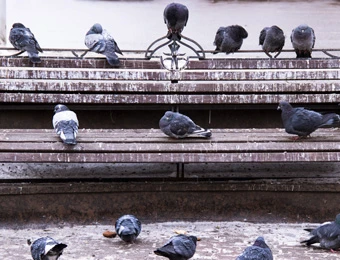 Pigeons gathered on building ledges and ground