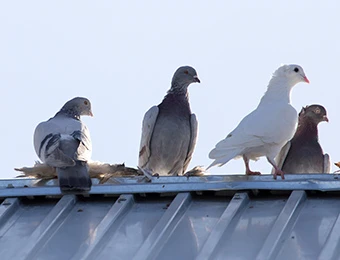 a photo of Pigeons on the roof
