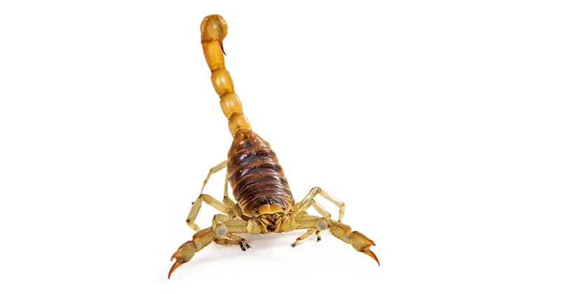 Scorpion isolated on white background
