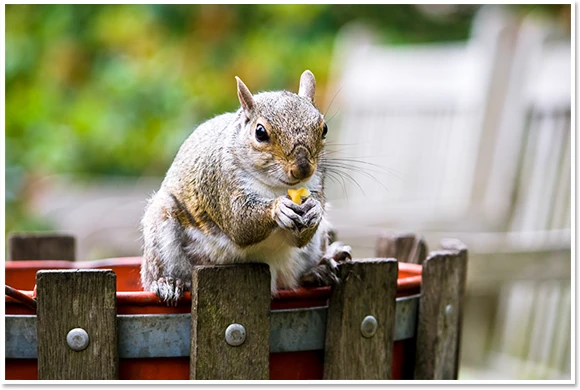 Squirrel sitting on a fence eating food