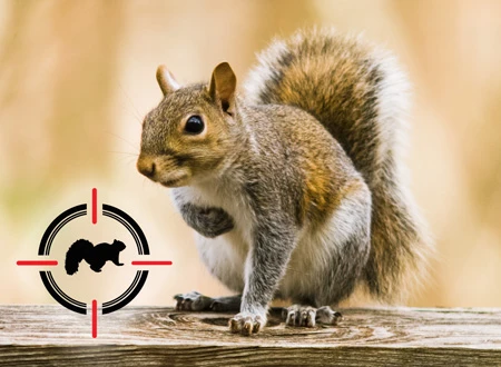 Squirrel on wooden surface with target icon