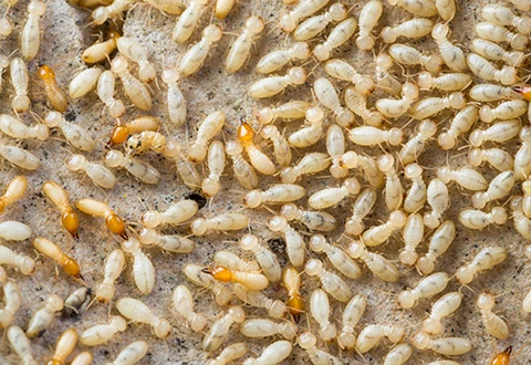 Termite colony on wood surface