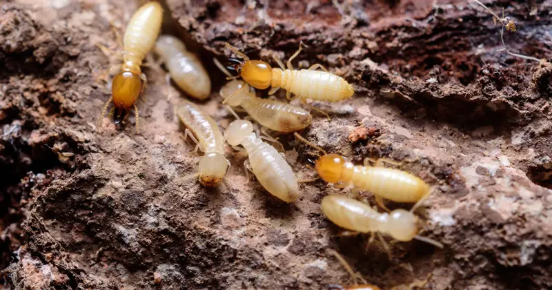 Termites feeding on wood