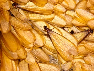 Close-up of winged termites